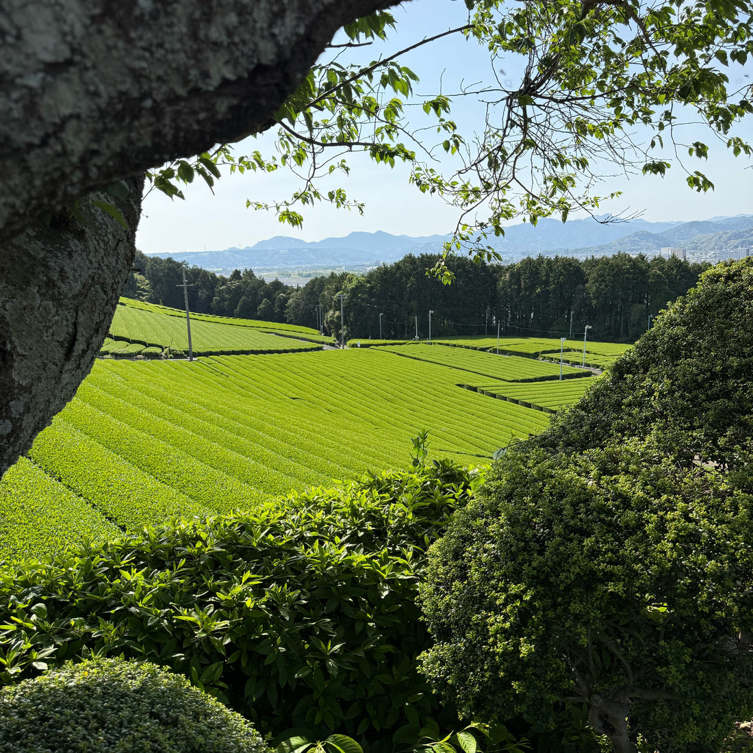 A matcha tea field in Japan